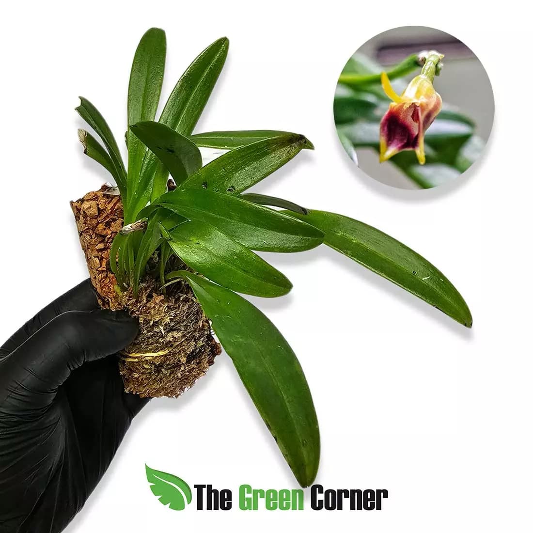 masdevallia-weberbaueri