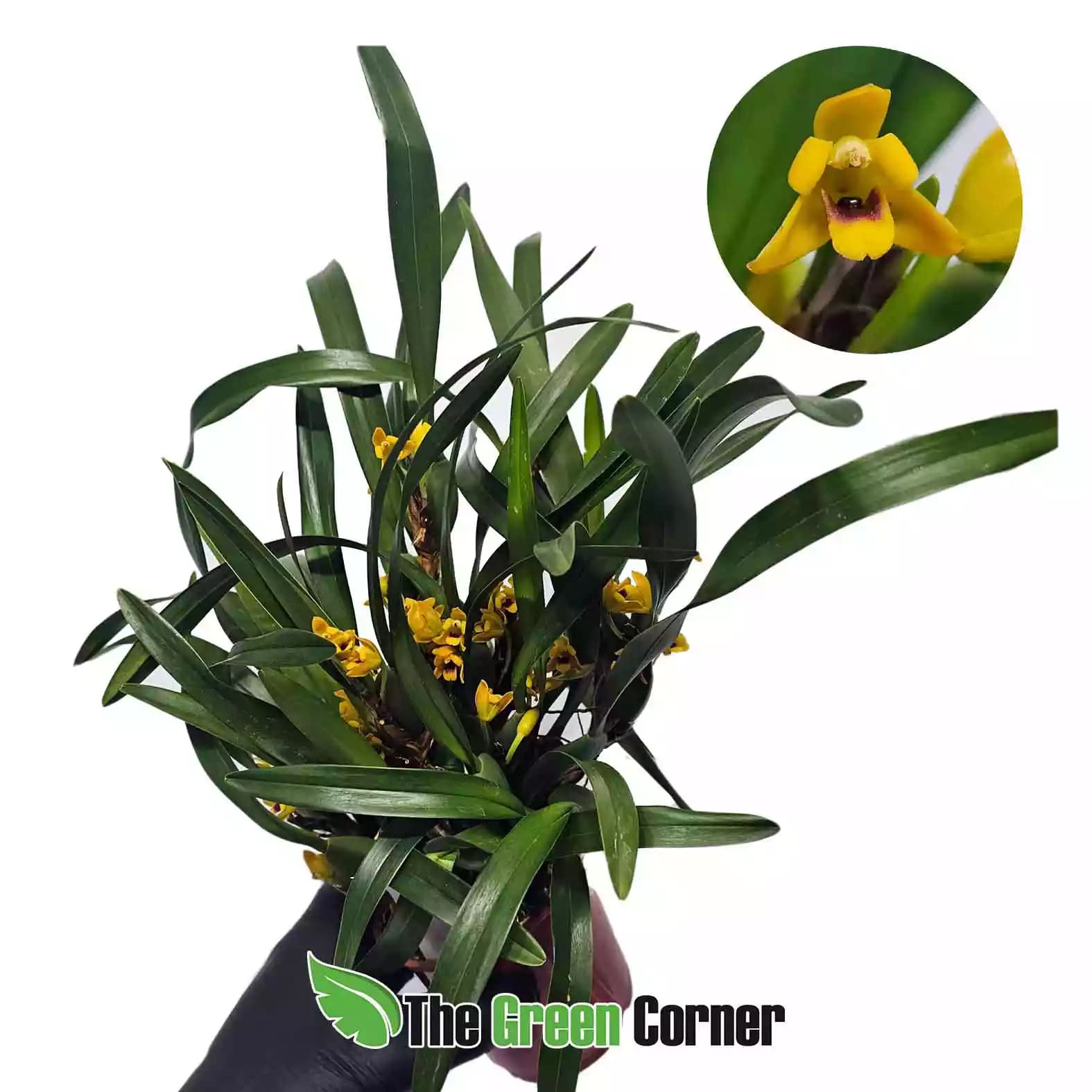 maxillaria-variabilis-ejemplar