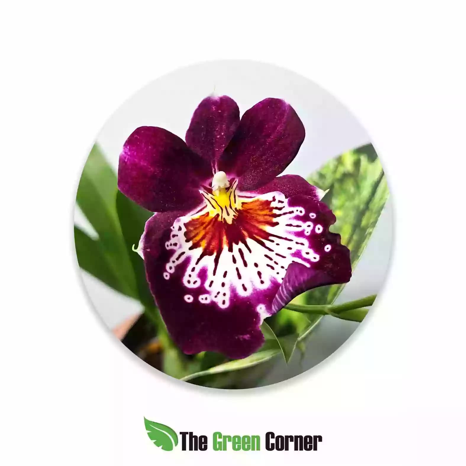 miltonia-dark