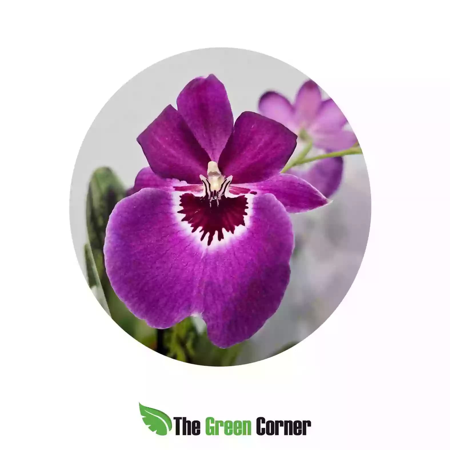 miltonia-lila