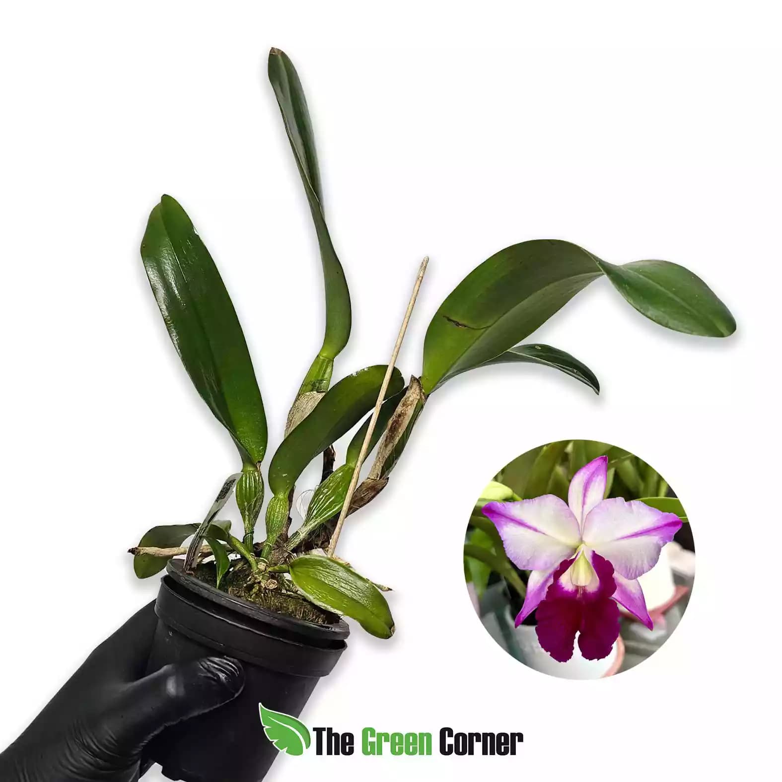 Blc. Monthaip Treasure