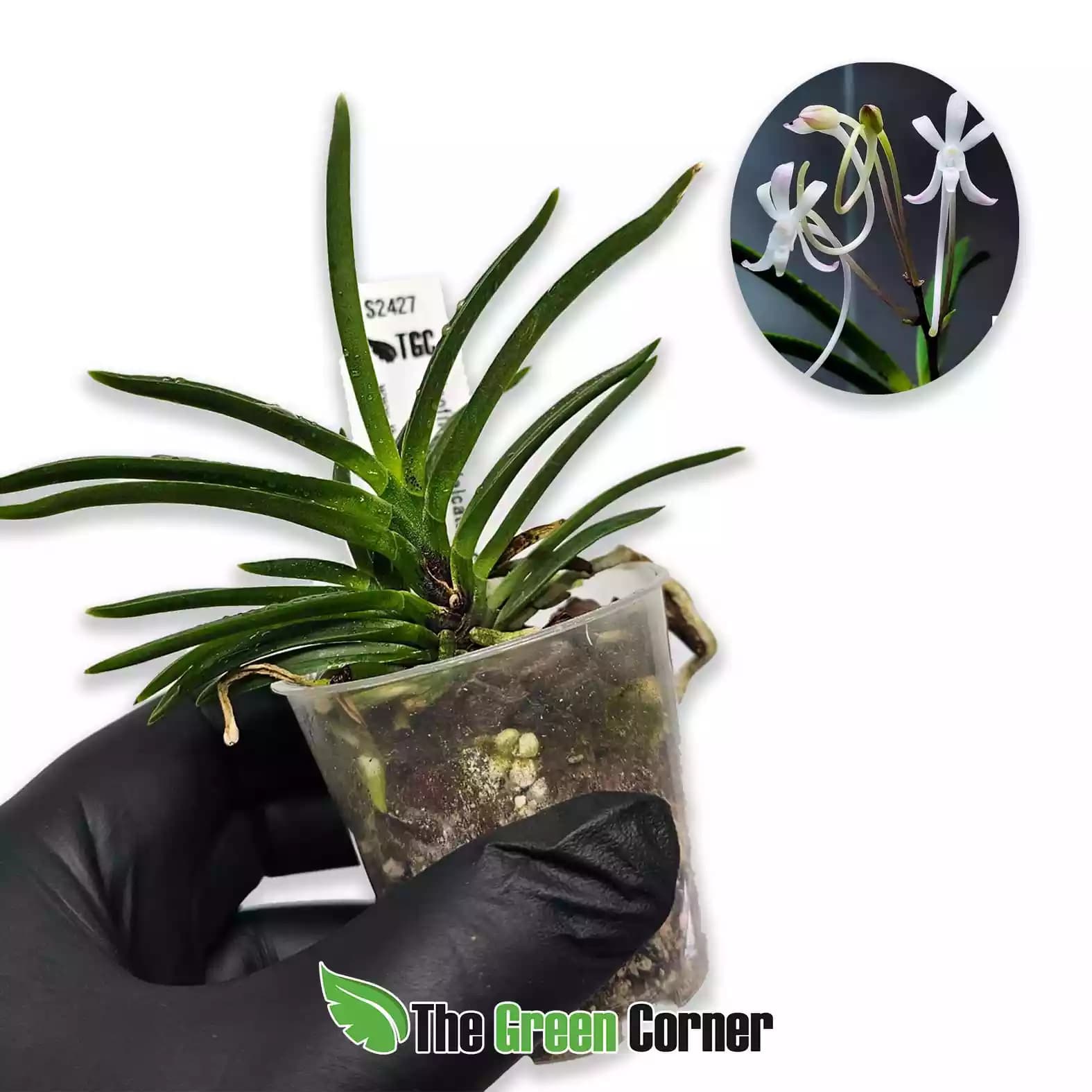 Neofinetia falcata Adulta