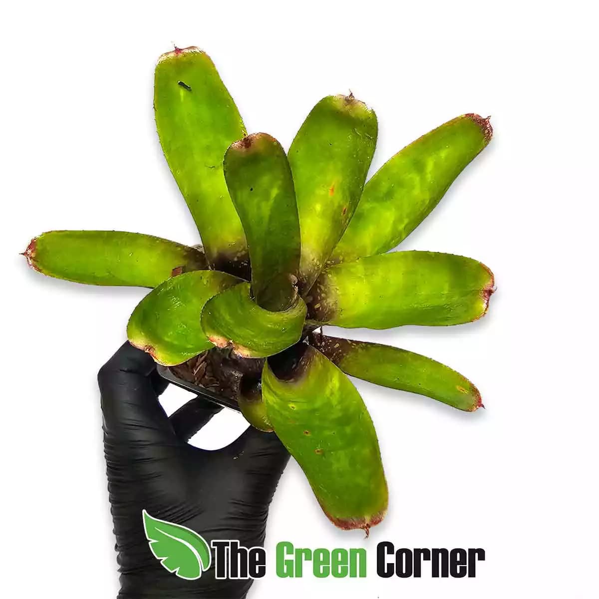 neoregelia-Pink-star