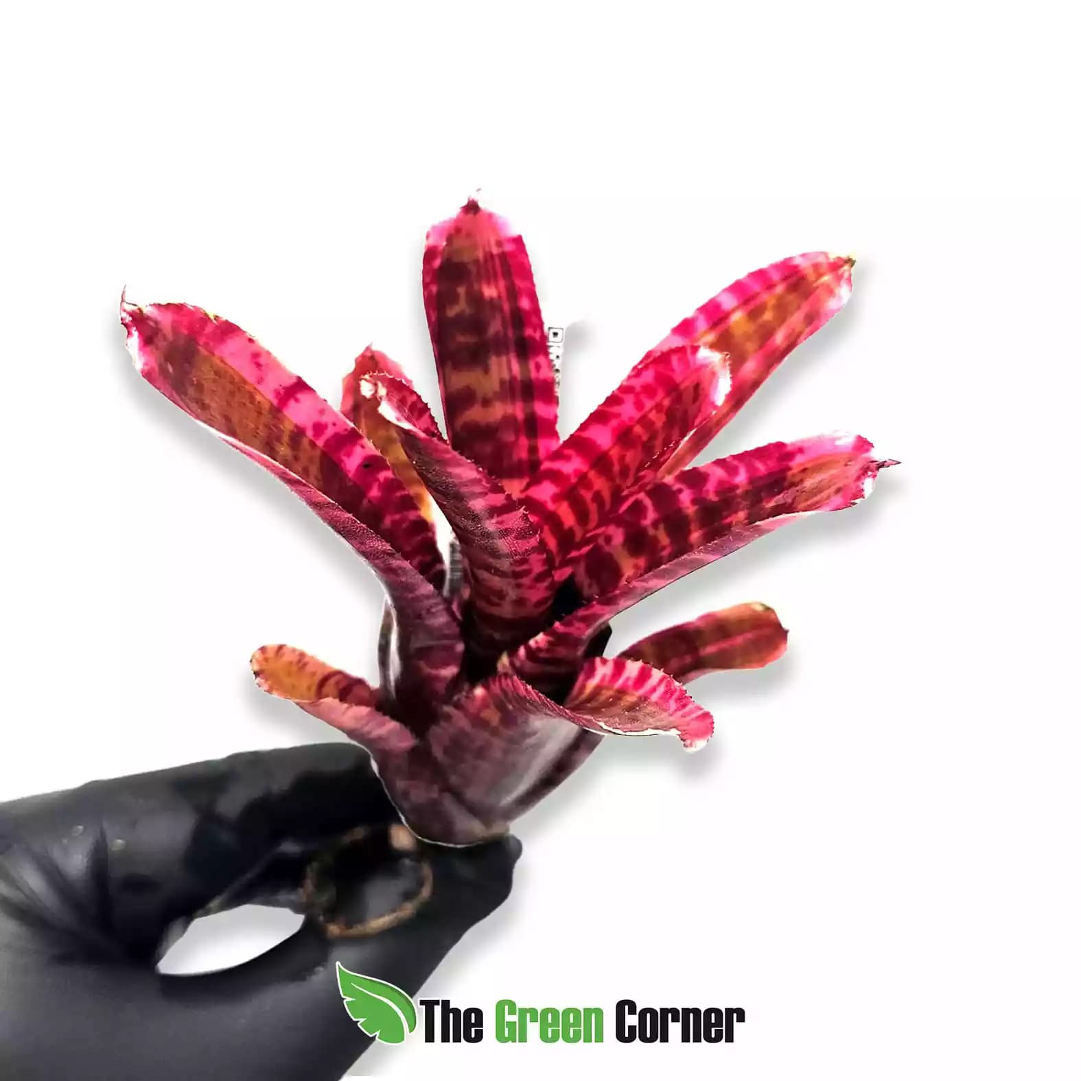 neoregelia-White-Hot-Embers-general