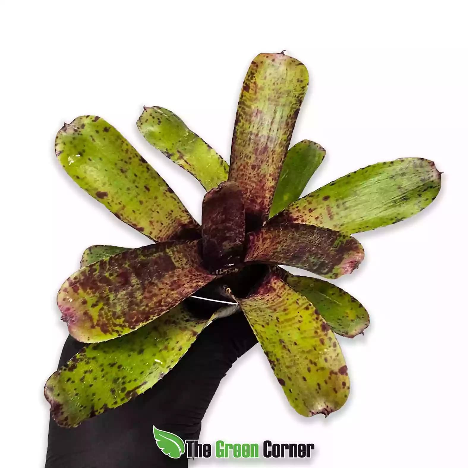 neoregelia-agnes-principal