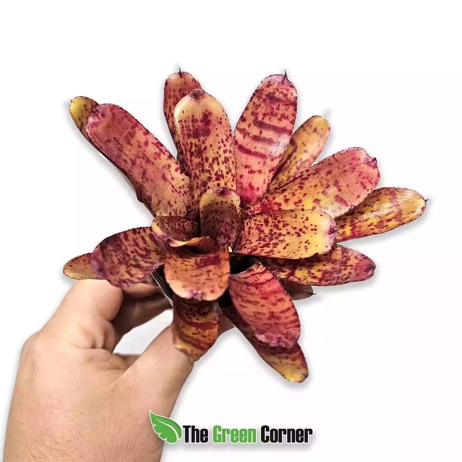 Neoregelia ampullacea Hybrid