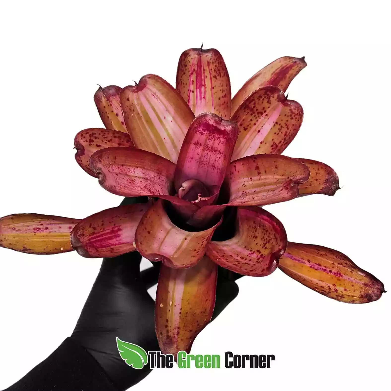 neoregelia-baby-girl