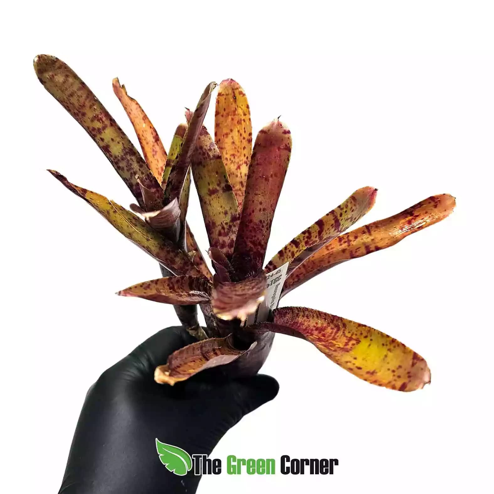 neoregelia-blushing-zebra