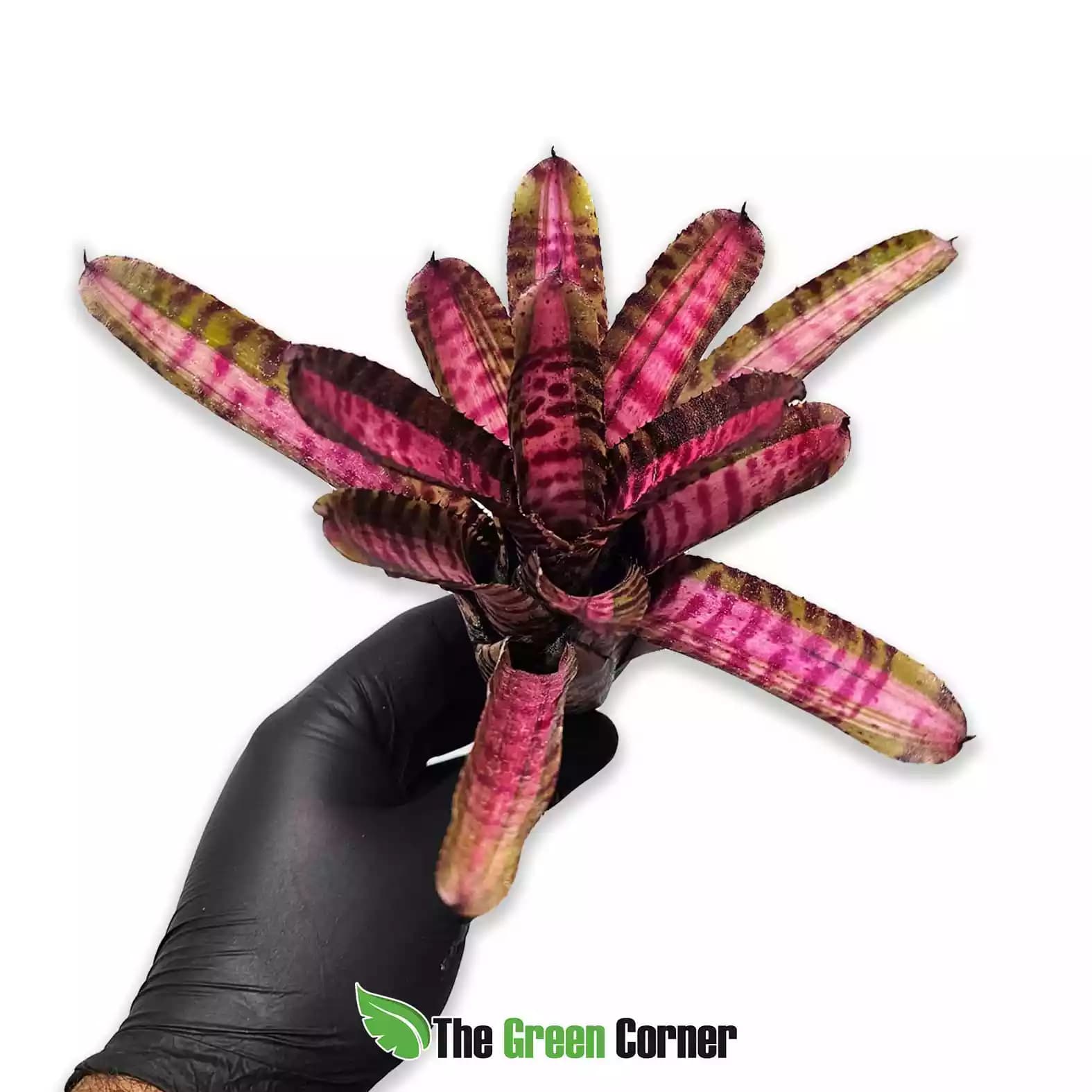 Neoregelia Bold Zebra