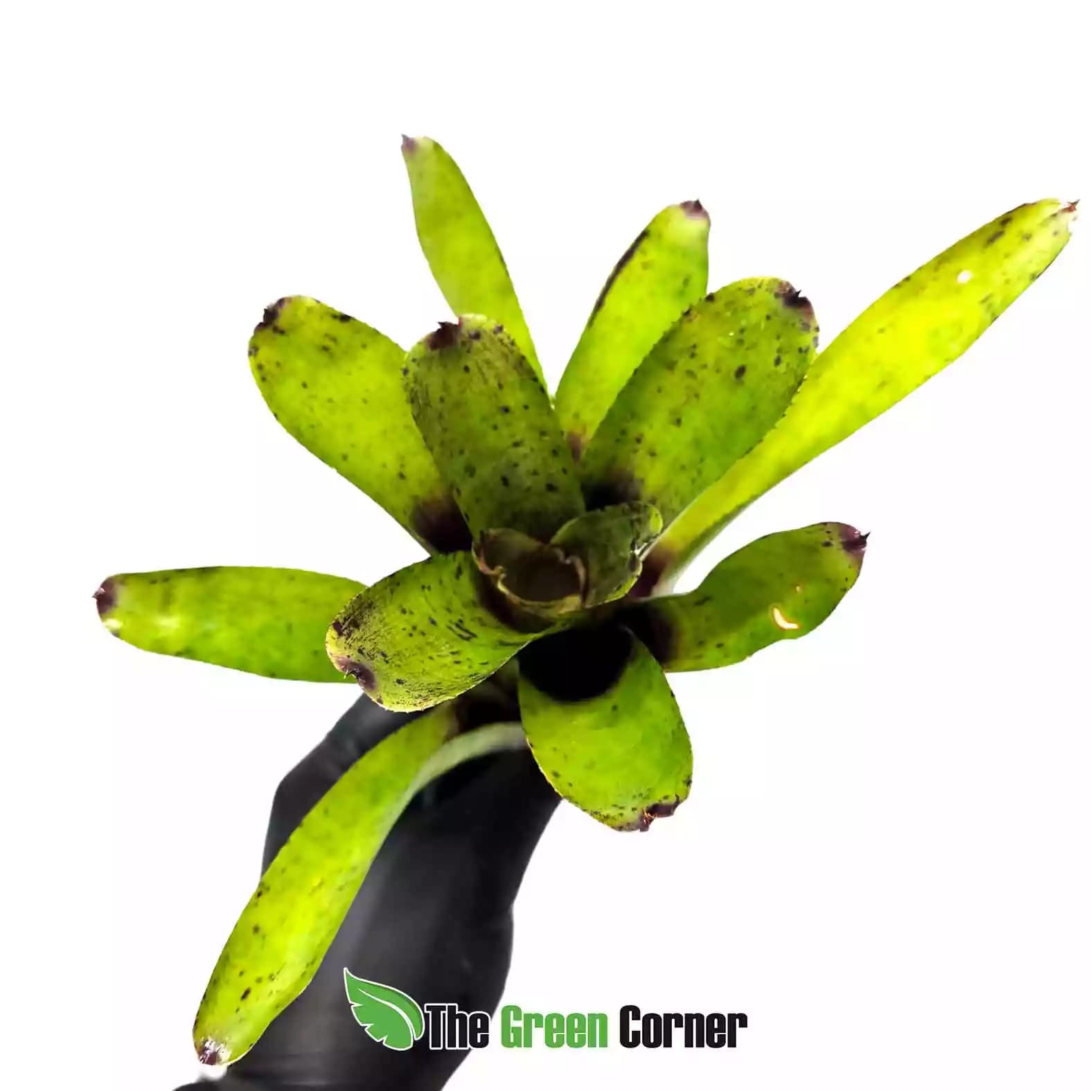 neoregelia-chubby--x-java-plum