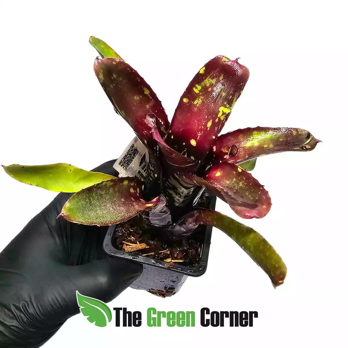 neoregelia-dark-mood-arriba