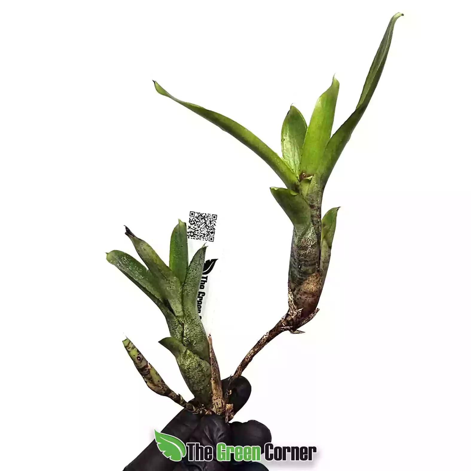 neoregelia-dungsiana