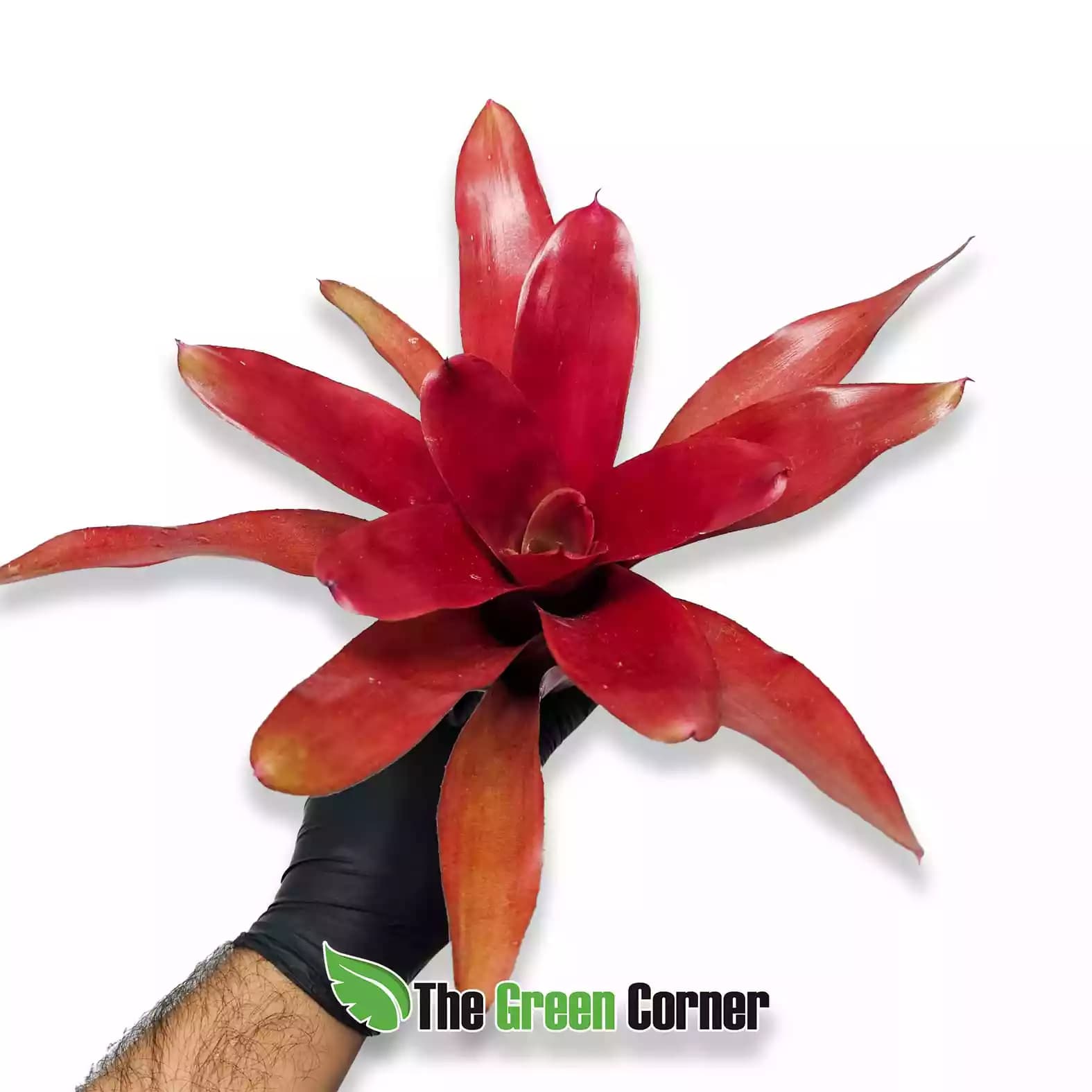 neoregelia-fairy-Nice-general