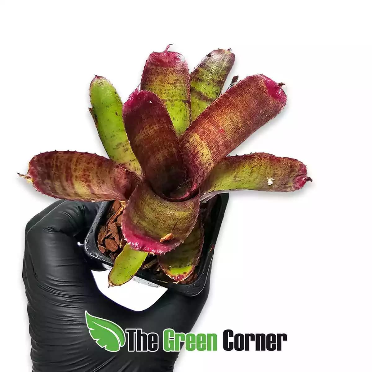 neoregelia-felix
