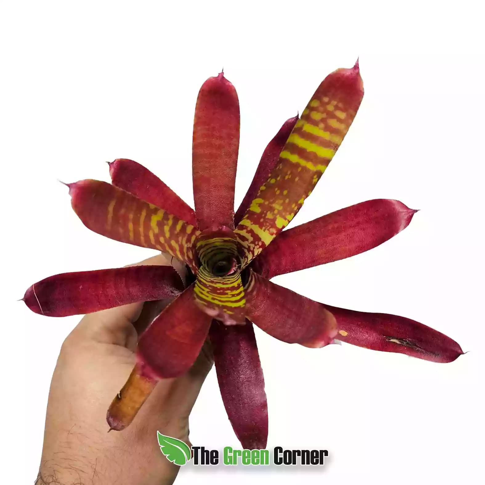 Neoregelia Fever Pitch