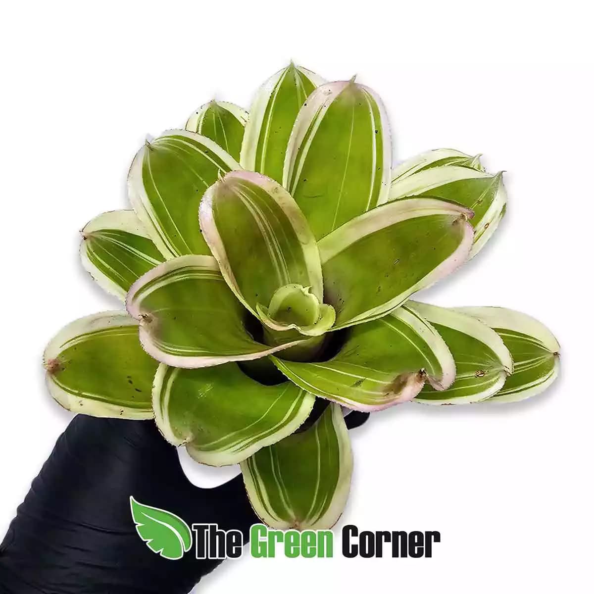 neoregelia-flandria-arriba