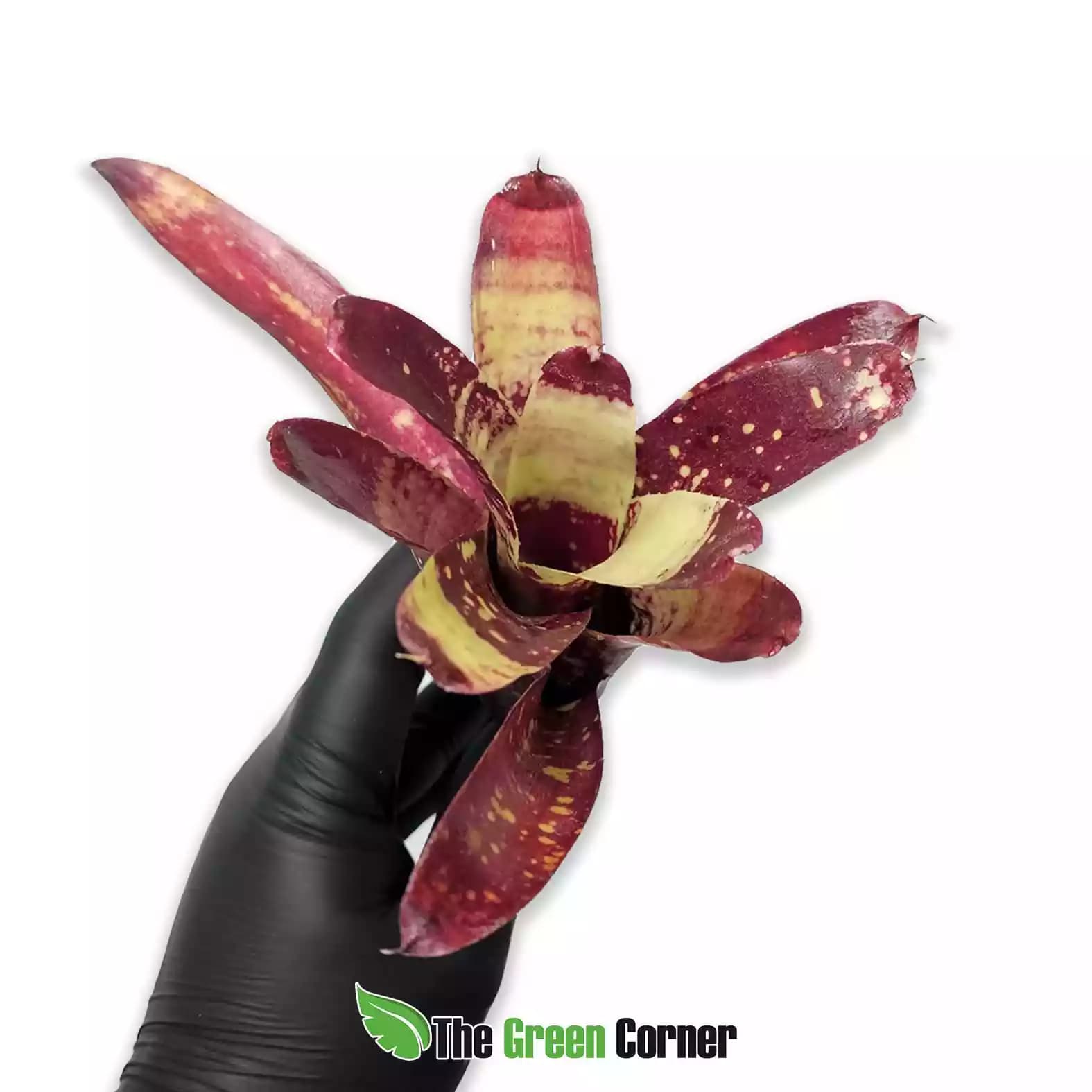 neoregelia-gzpacho