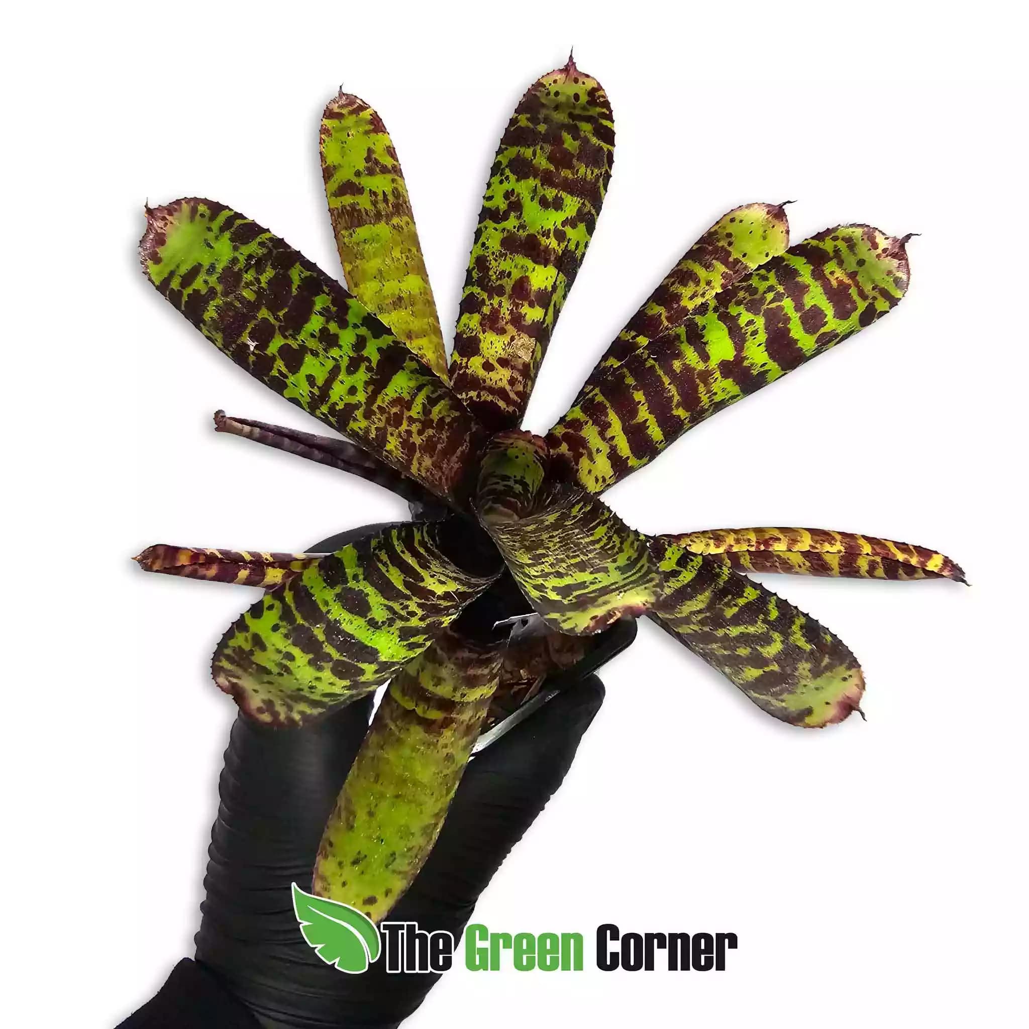 neoregelia-hot-wire-hybrid-arriba