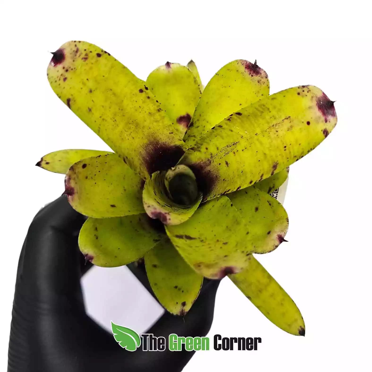 neoregelia-java-plum-x-babe-1