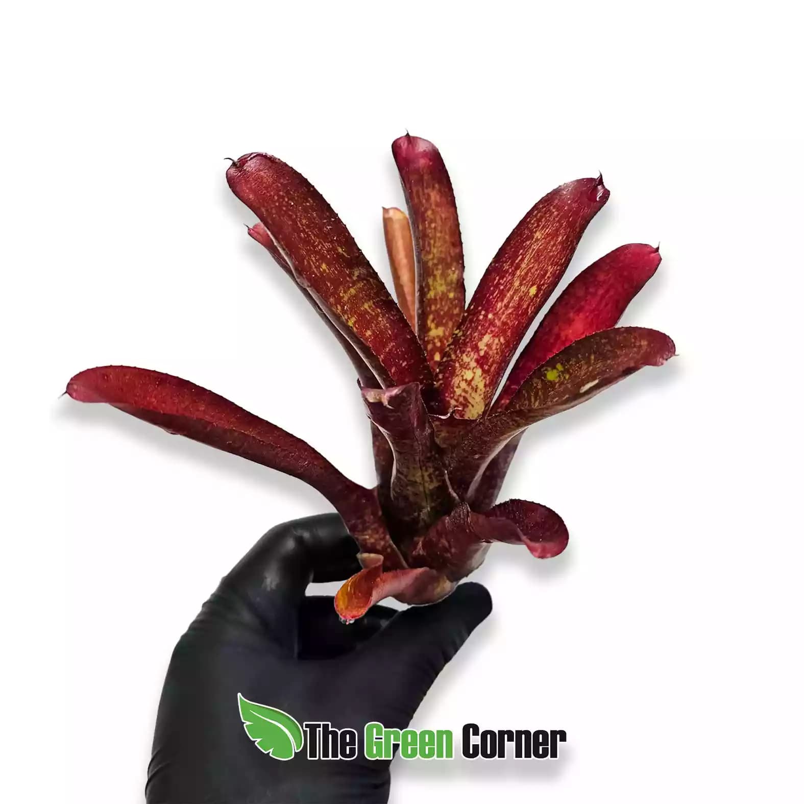 neoregelia-joseph-coat-general