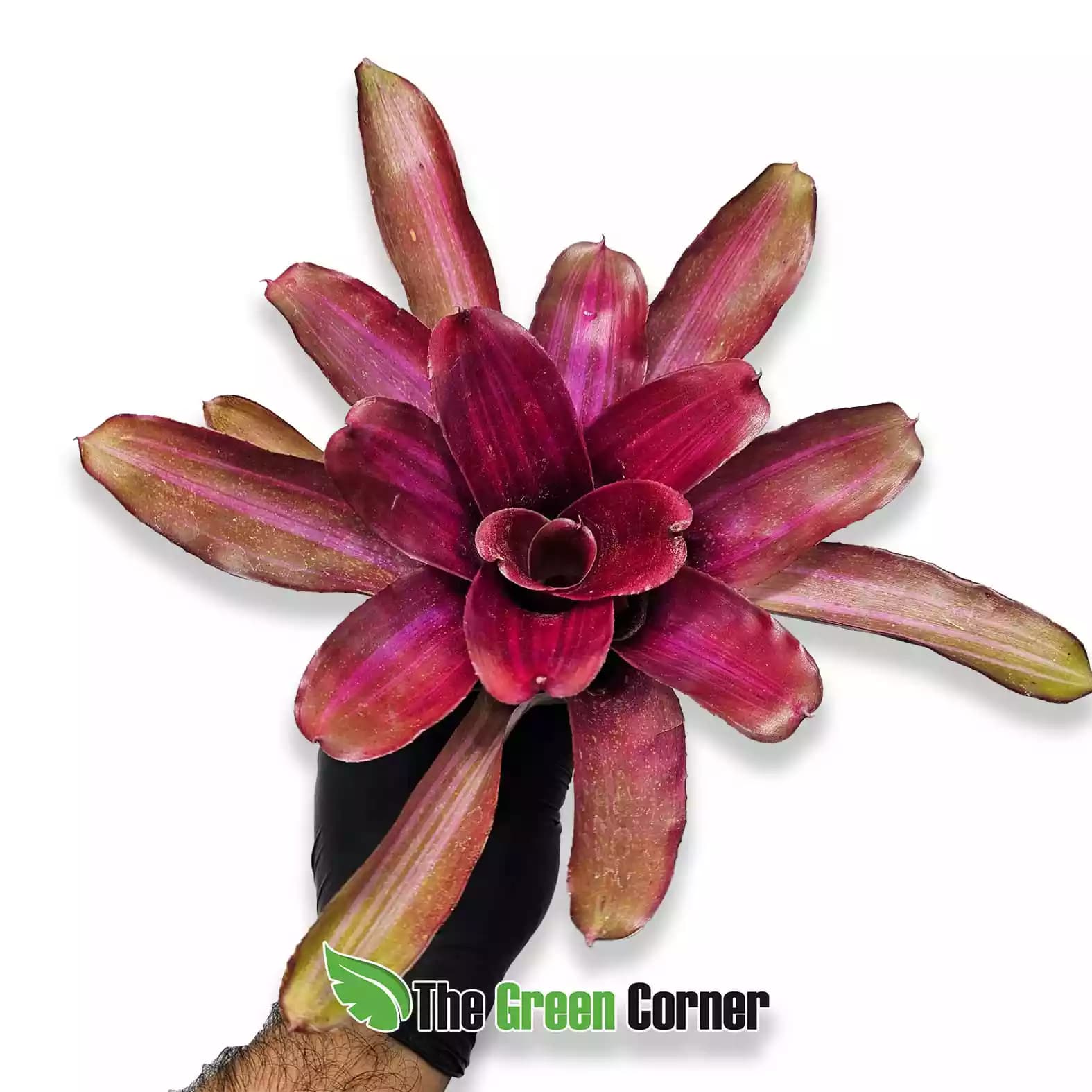 neoregelia-pyramid-beauty-general