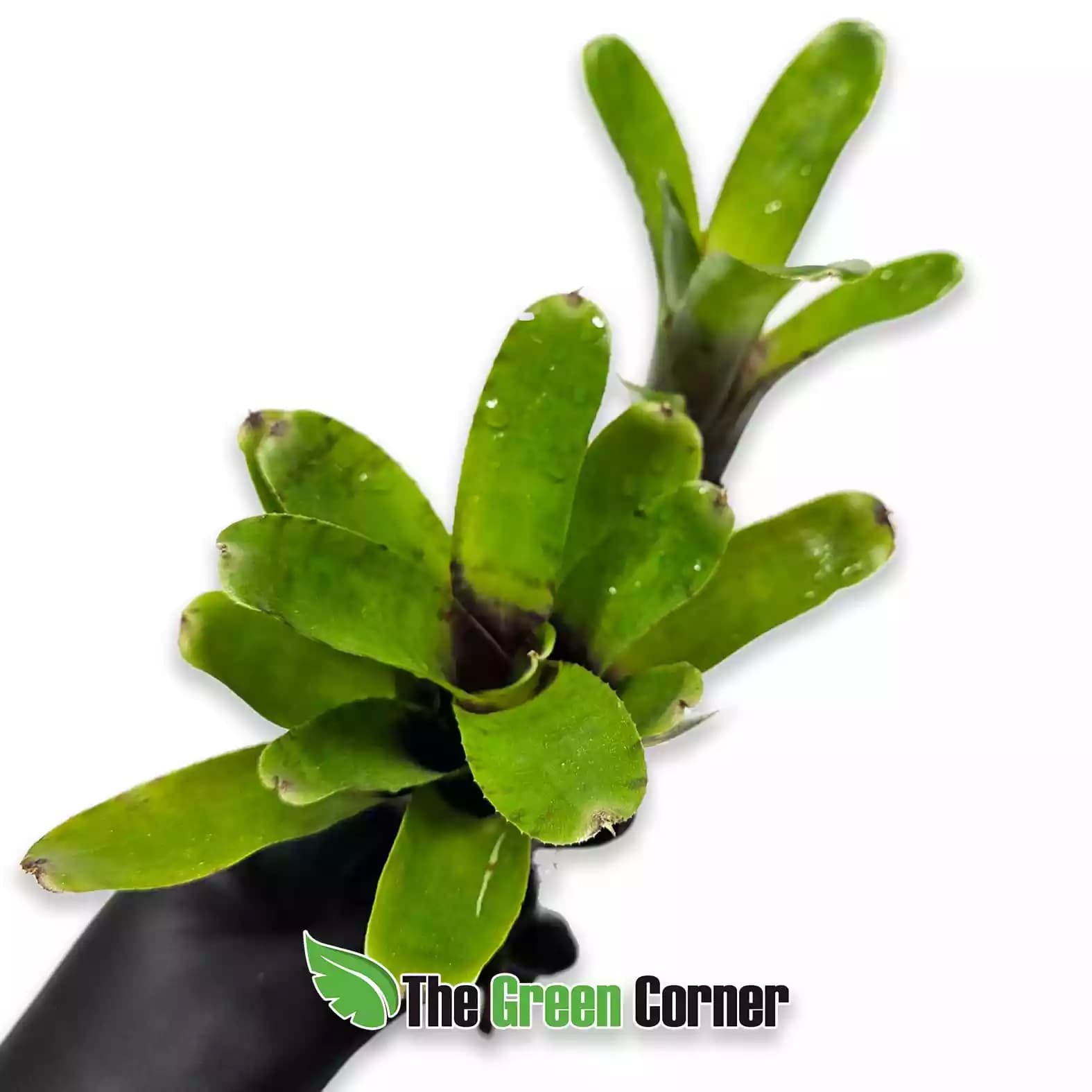 neoregelia-ritzti-red