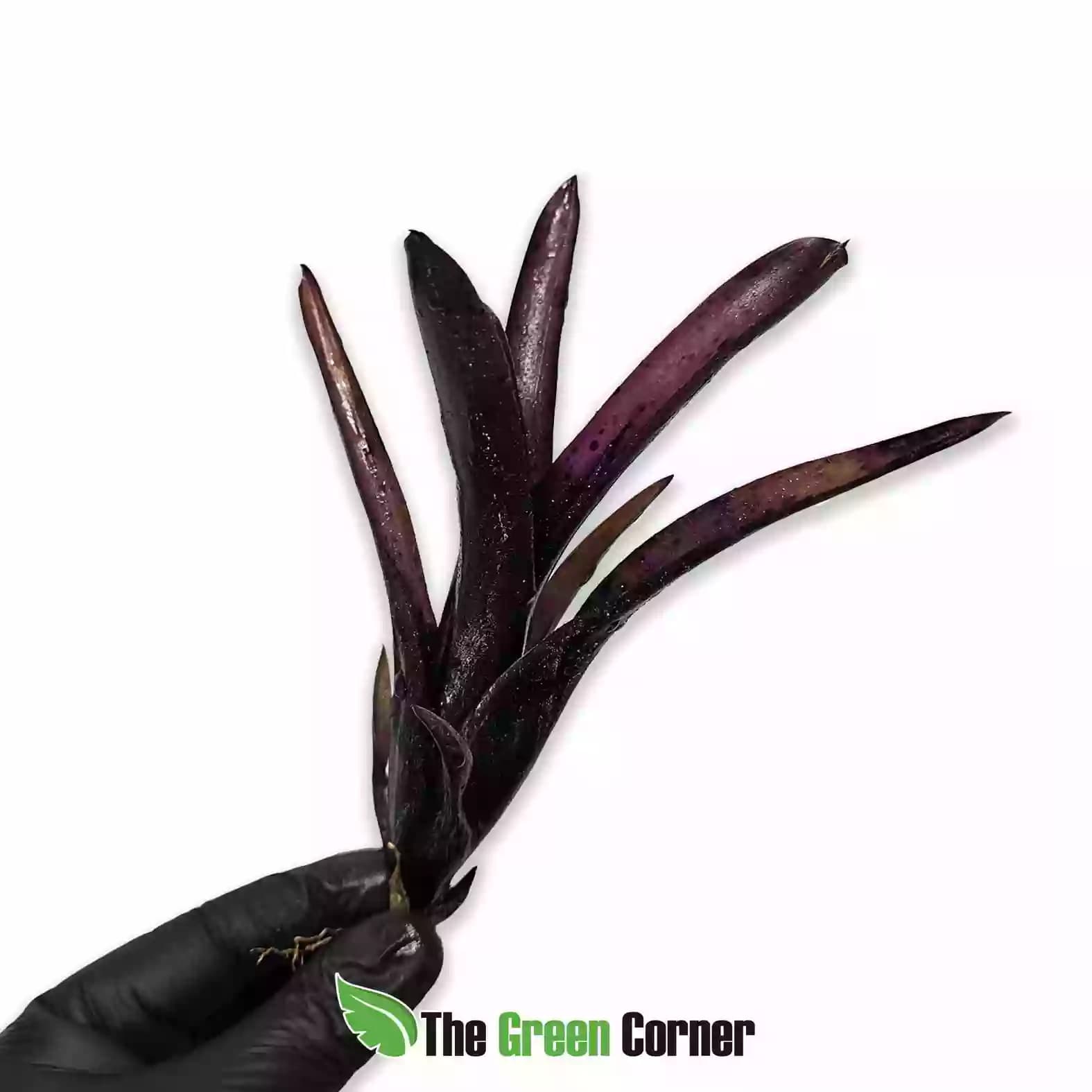 neoregelia-tar-baby
