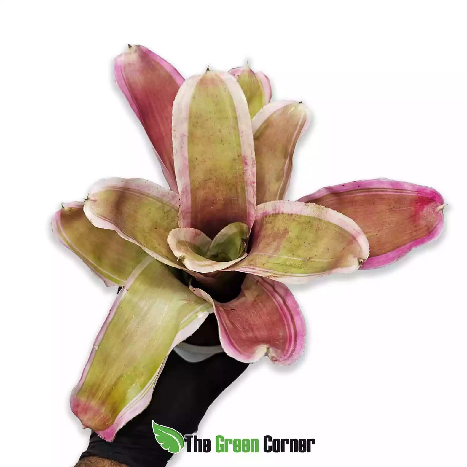 neoregelia-valentines-general
