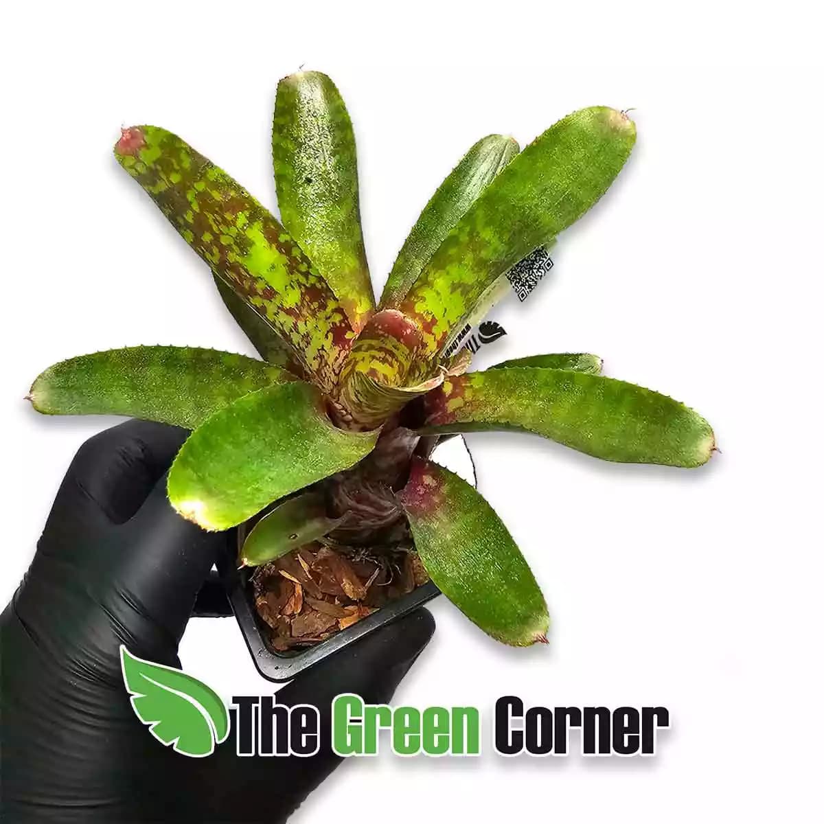 neoregelia-wild-tiger-superior