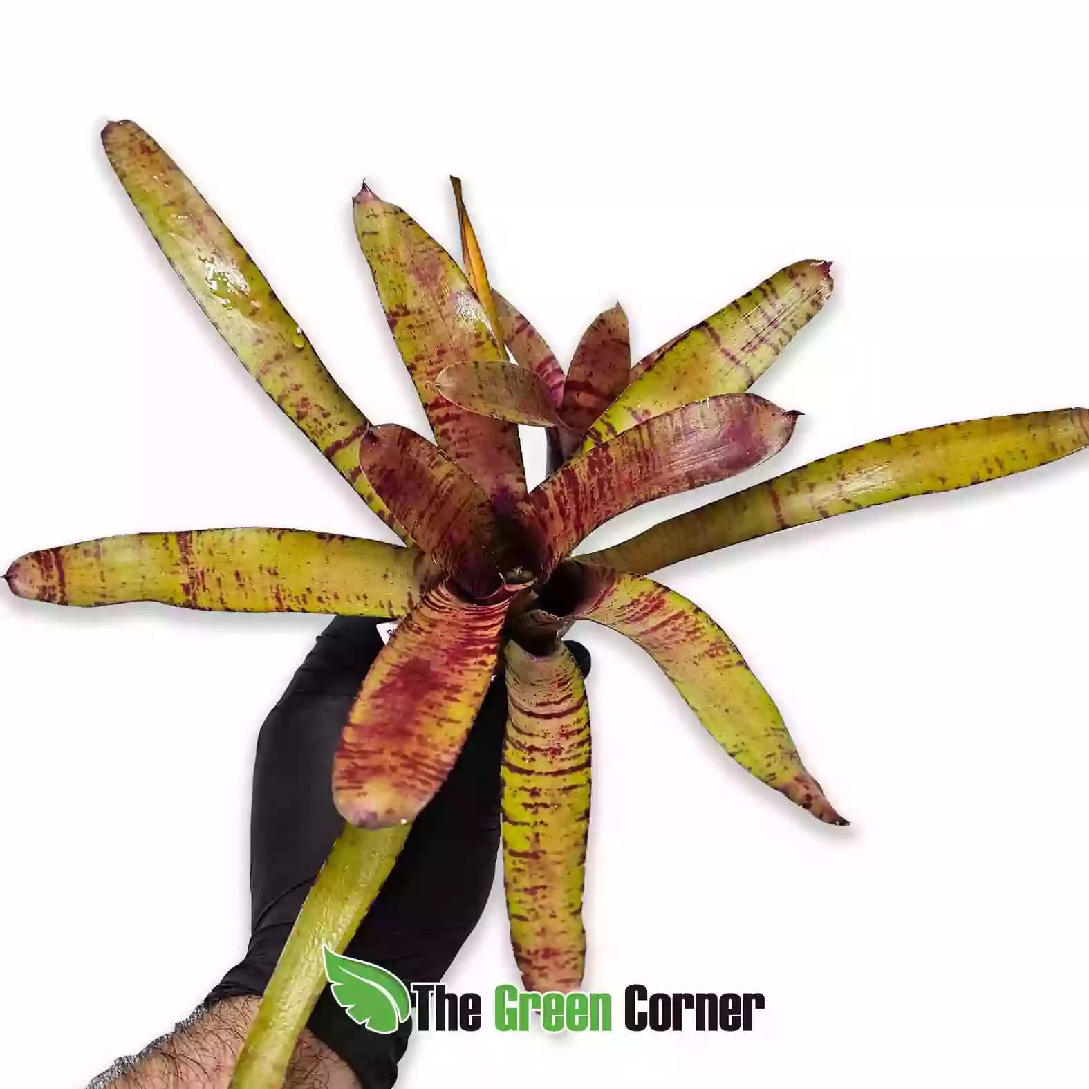 neoregelia-zeus-general