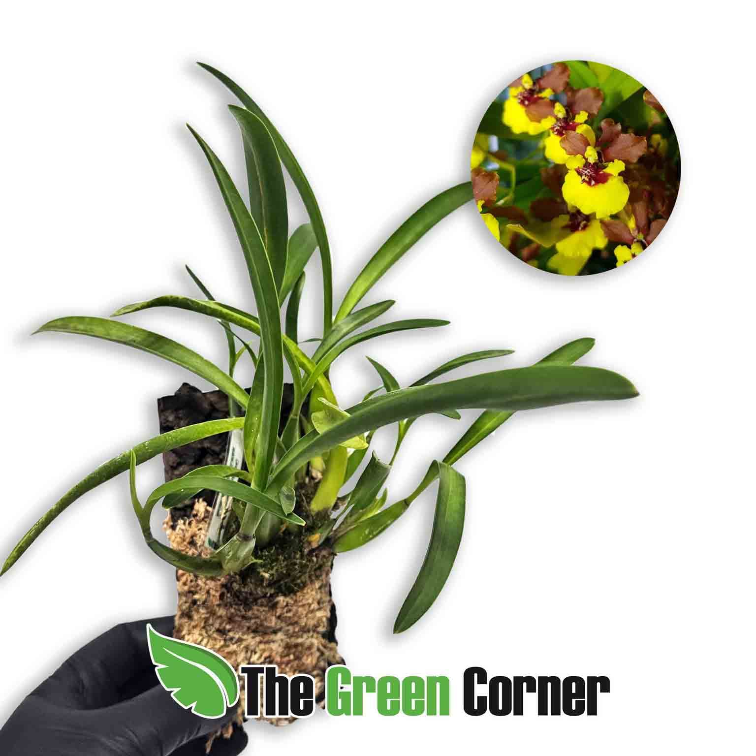 oncidium-croesus