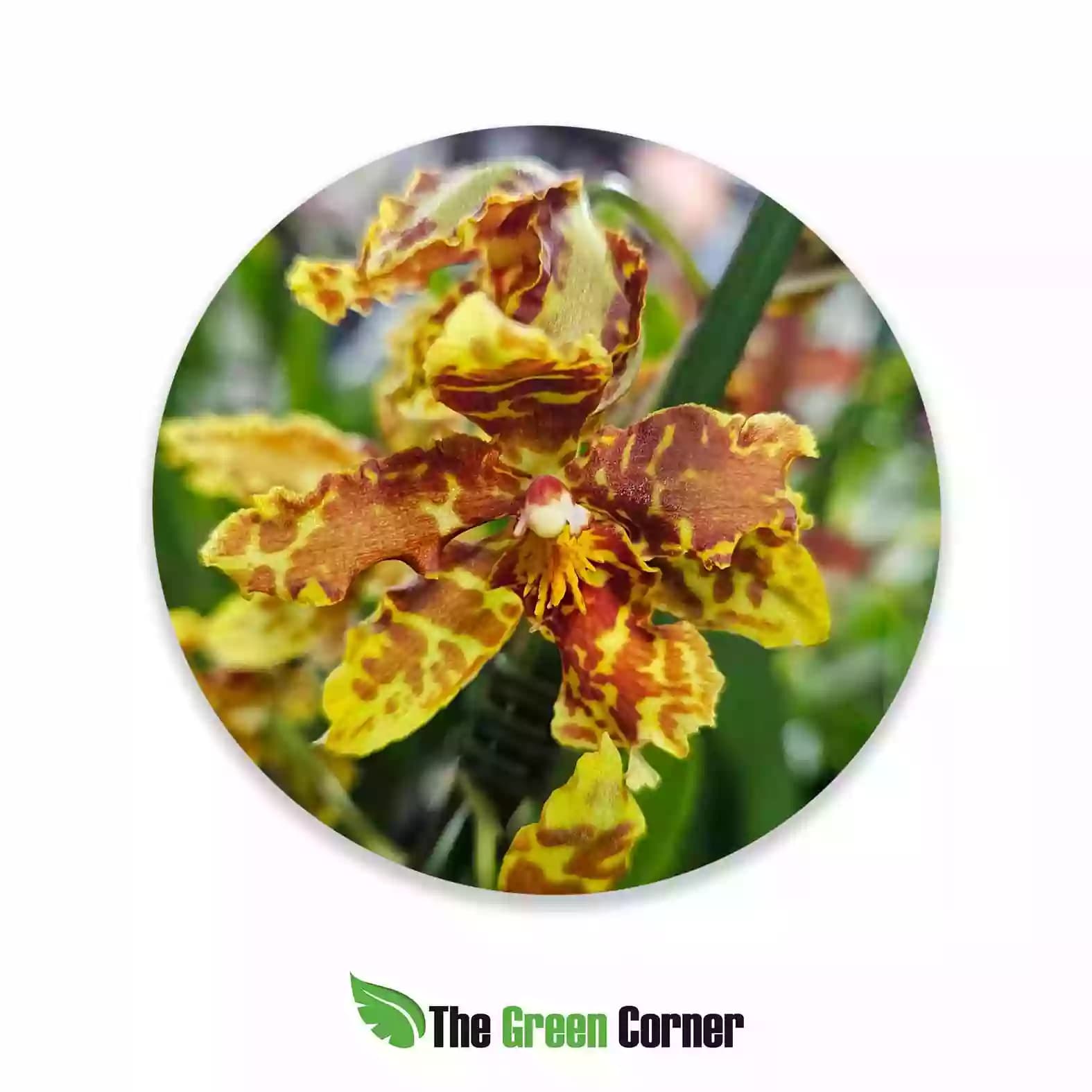 oncidium-moteado-amarillo
