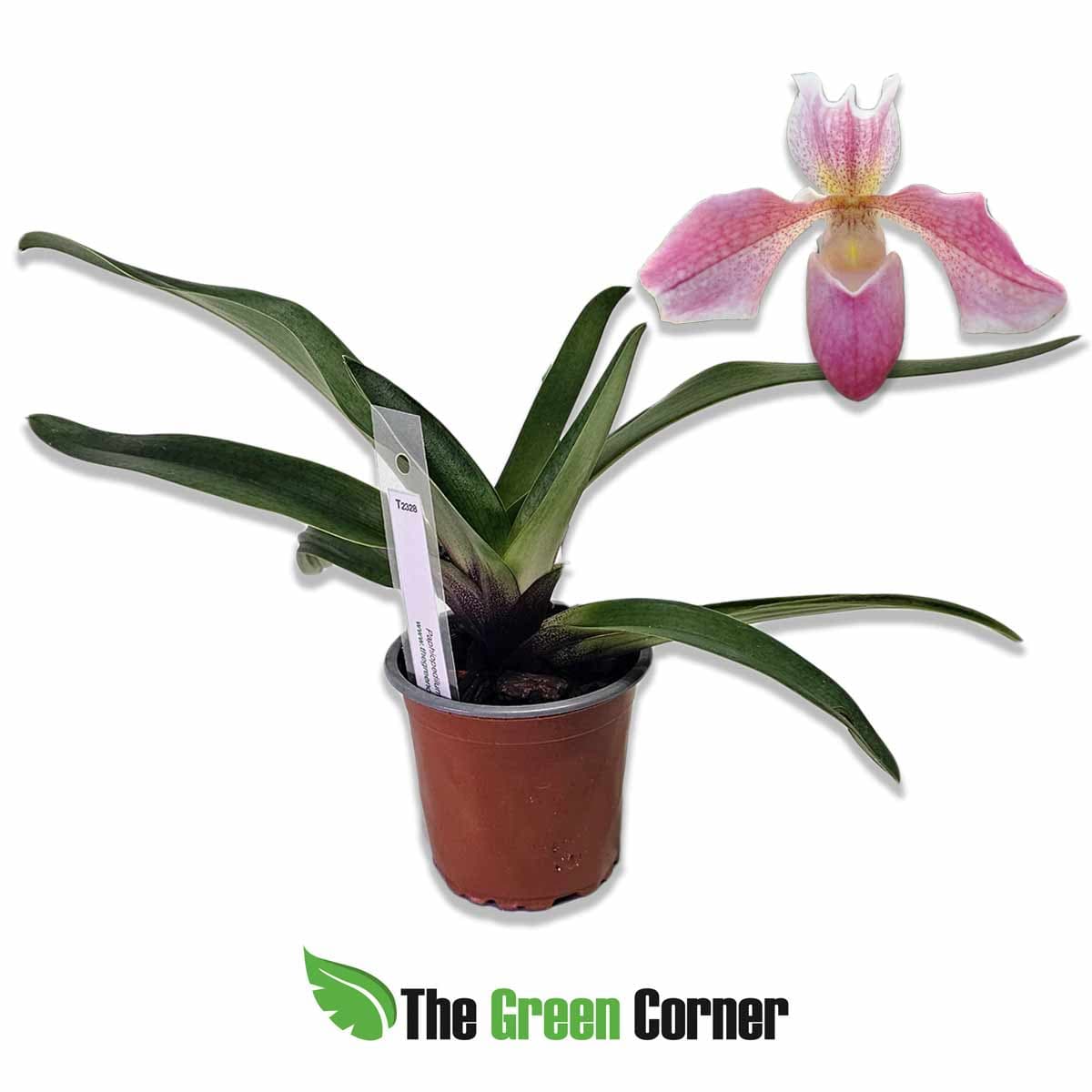 paphiopedilum-aladdin