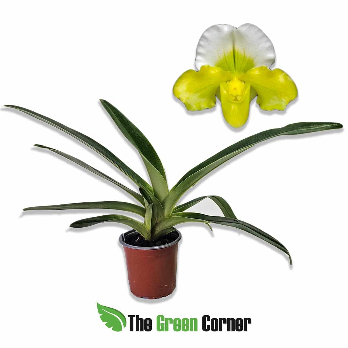 paphiopedilum-ansum