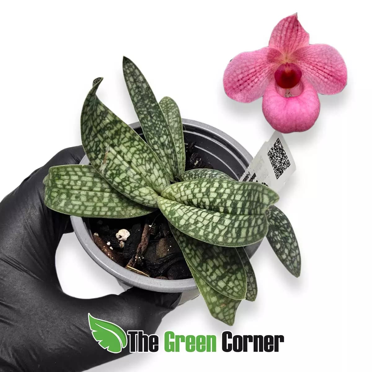 paphiopedilum-fumhi.deligh-armeniacum