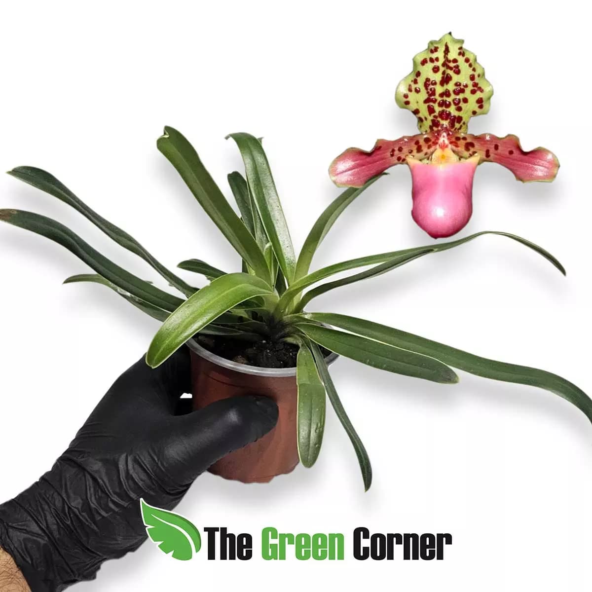 paphiopedilum-henryanum