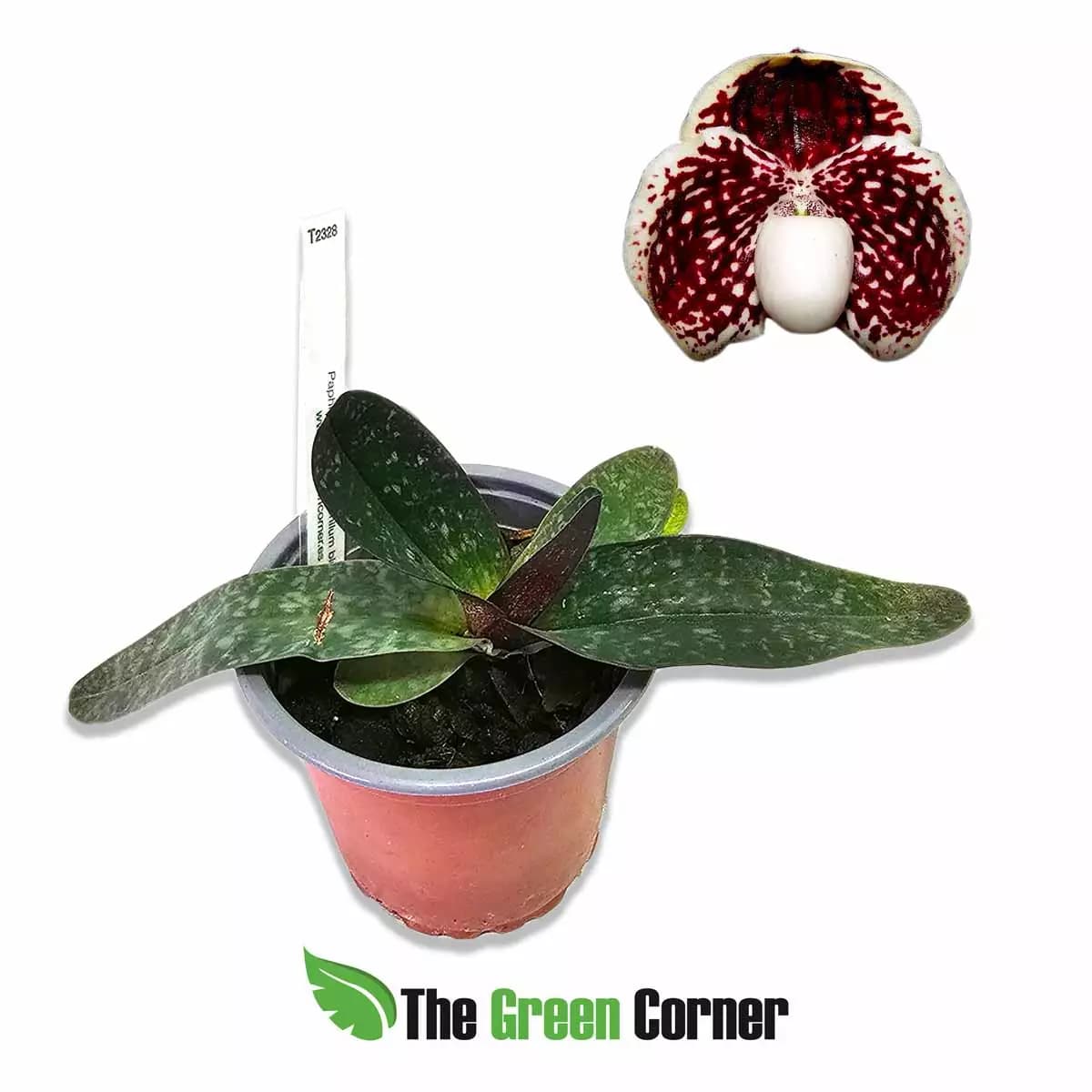 paphiopedilum-leuchochillum-blade