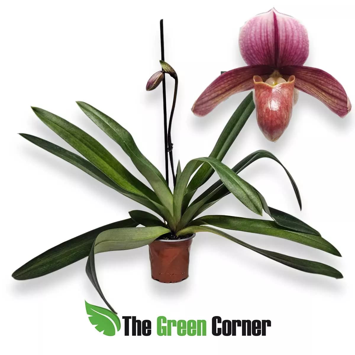 paphiopedilum-robin-hood