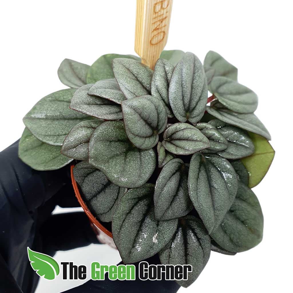 Peperomia caperata yunck: Una especie genial para terrarios