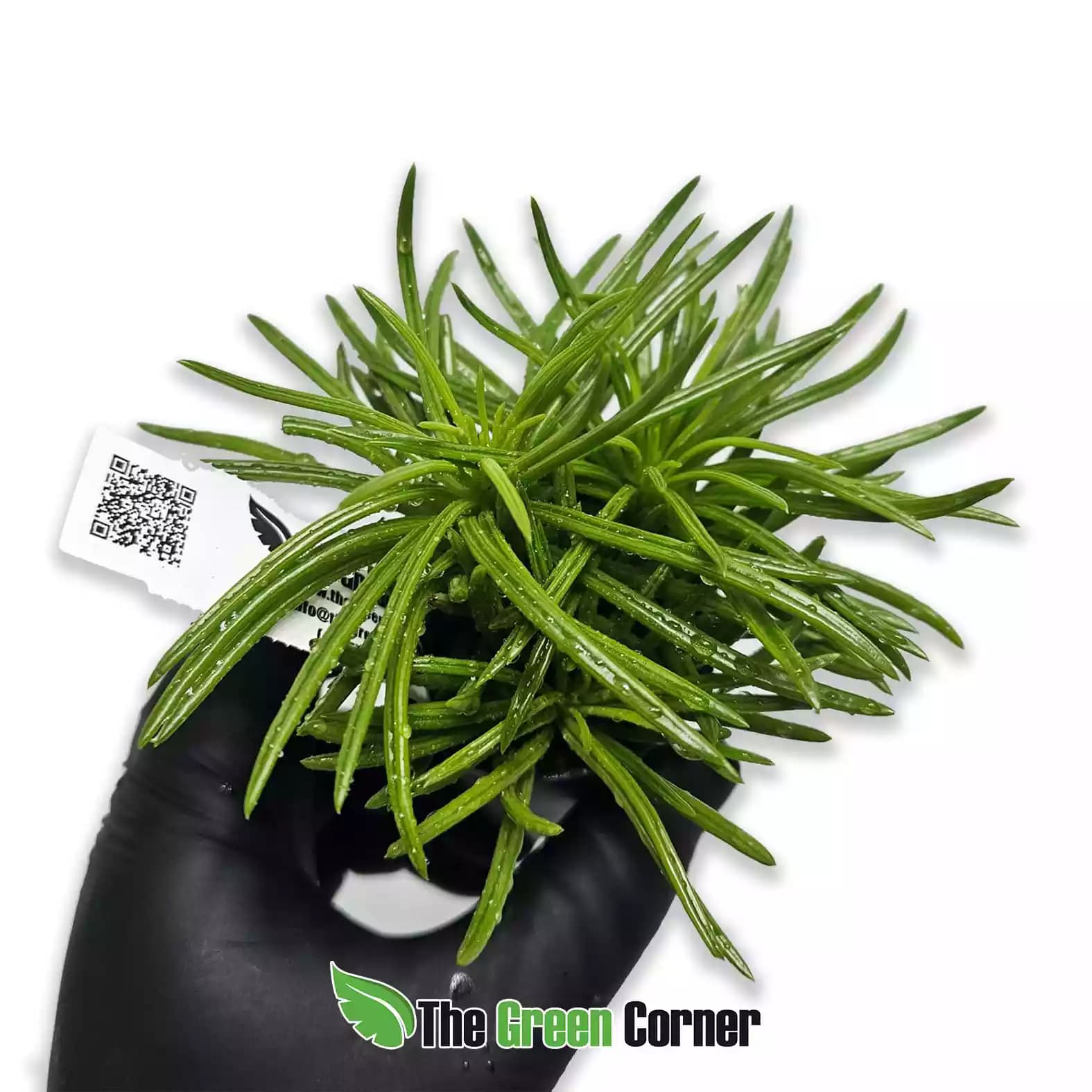 Peperomia ferreyrae 'Yunk'