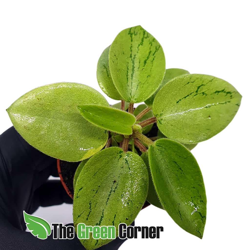 Peperomia Pixie Arenal: Una especie genial para terrarios