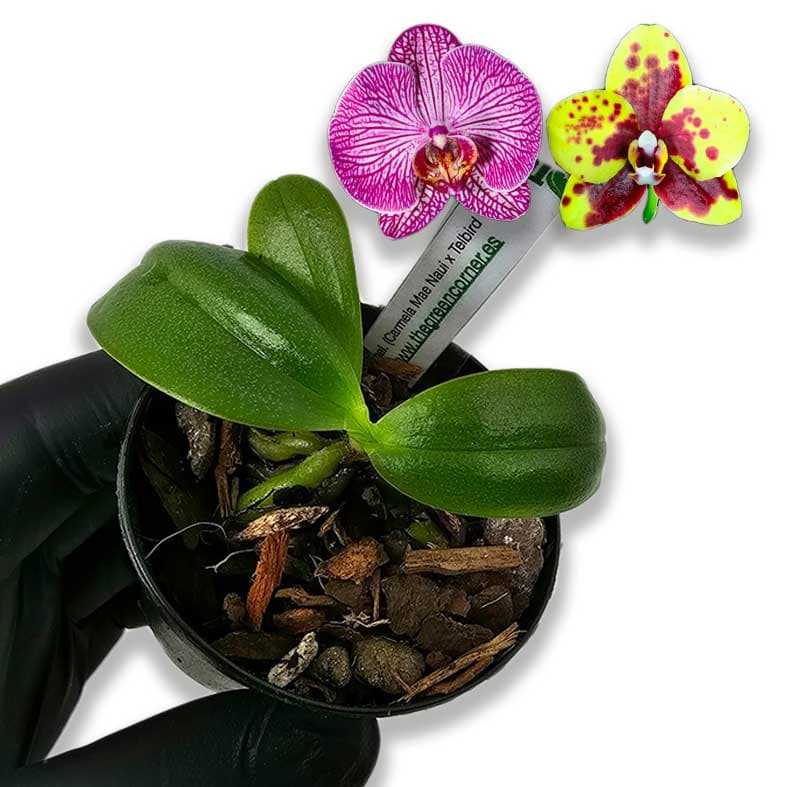 Phalaenopsis (Carmela mae Naui x Telbird): kit de rustificacion