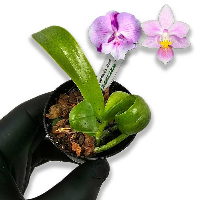 phal-equestris-kit-rust