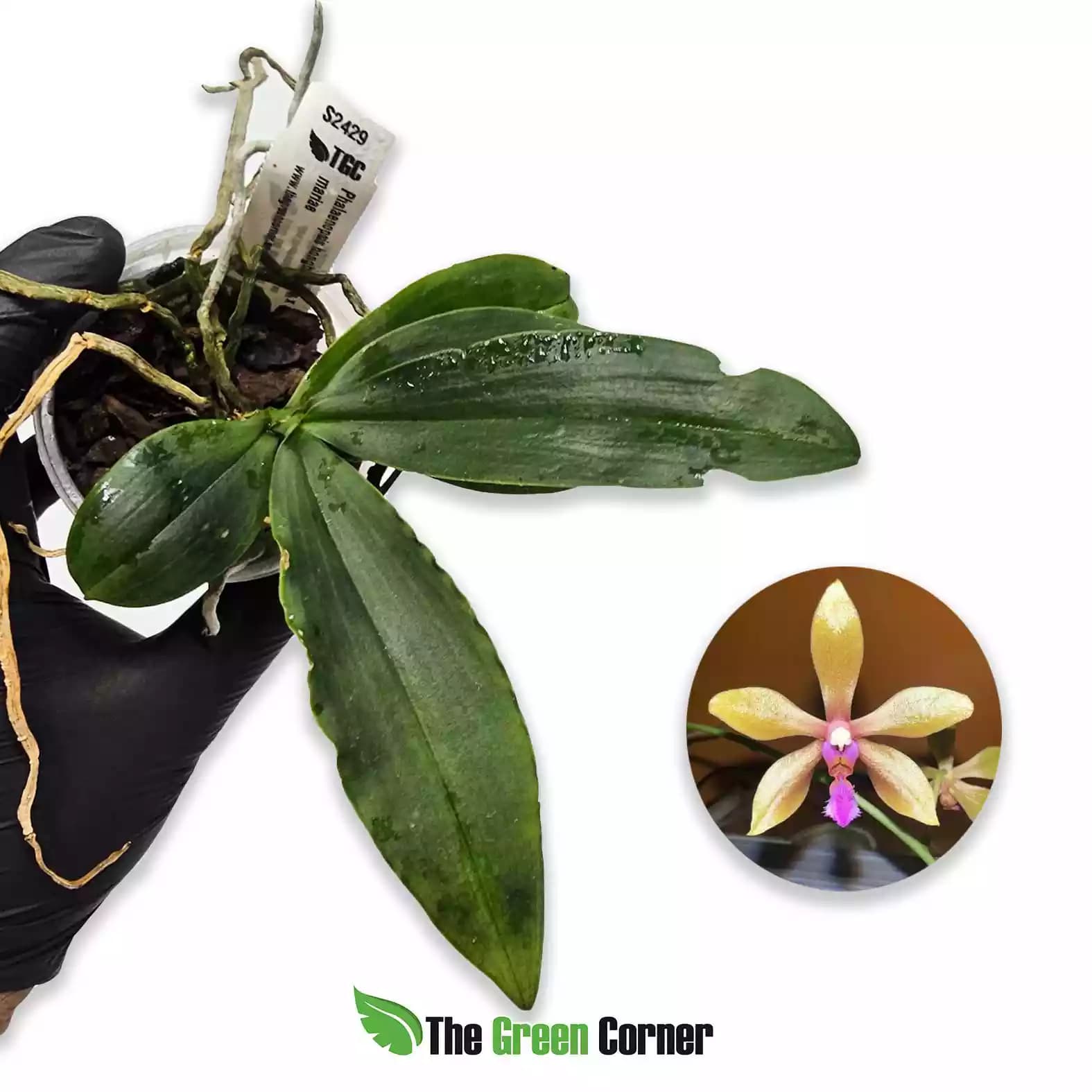 Phalaenopsis honghenensis x mariae