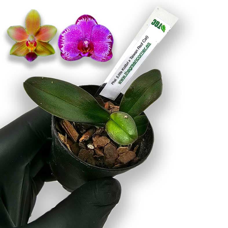 phal-little-kolibri