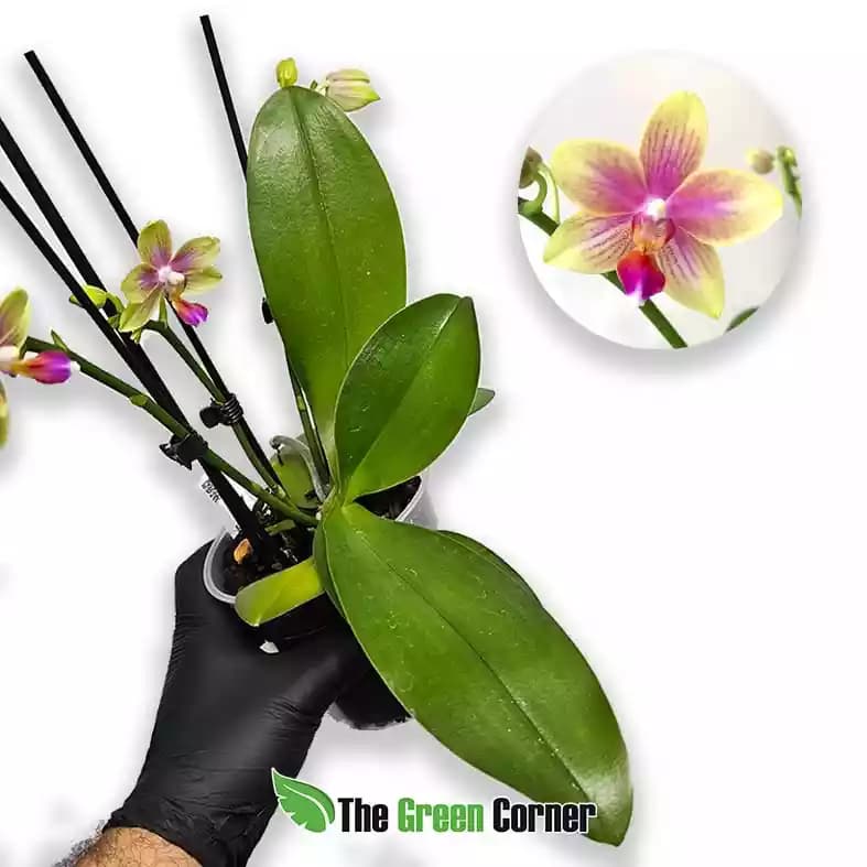 Phalaenopsis Biondoro