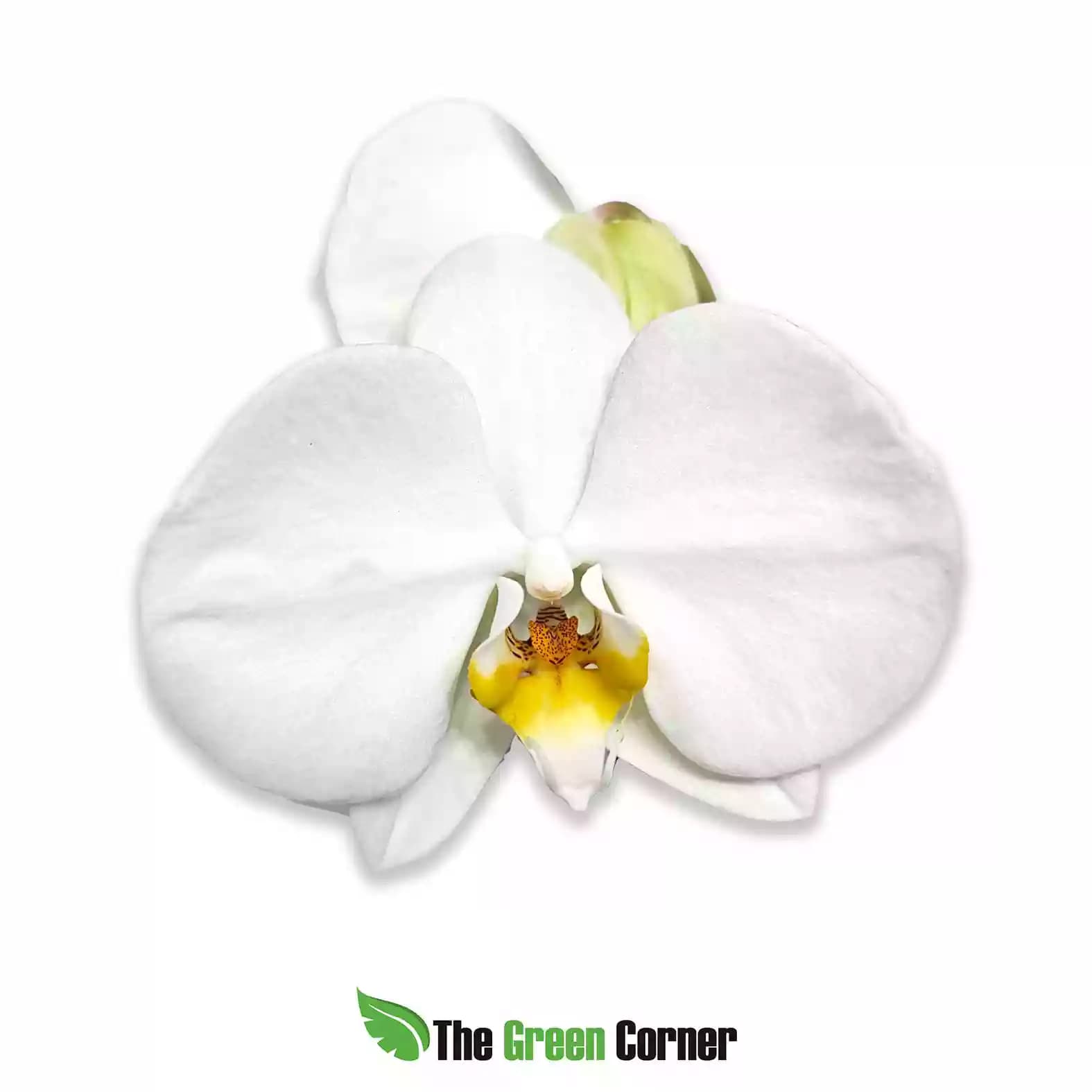 phalaenopsis-hibirda-blanca-labelo-amarillo