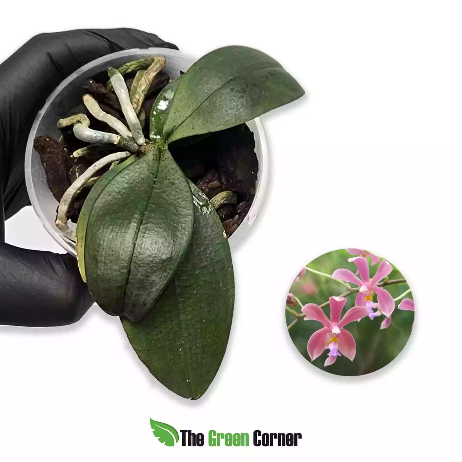 Phalaenopsis mannii × wilsonii