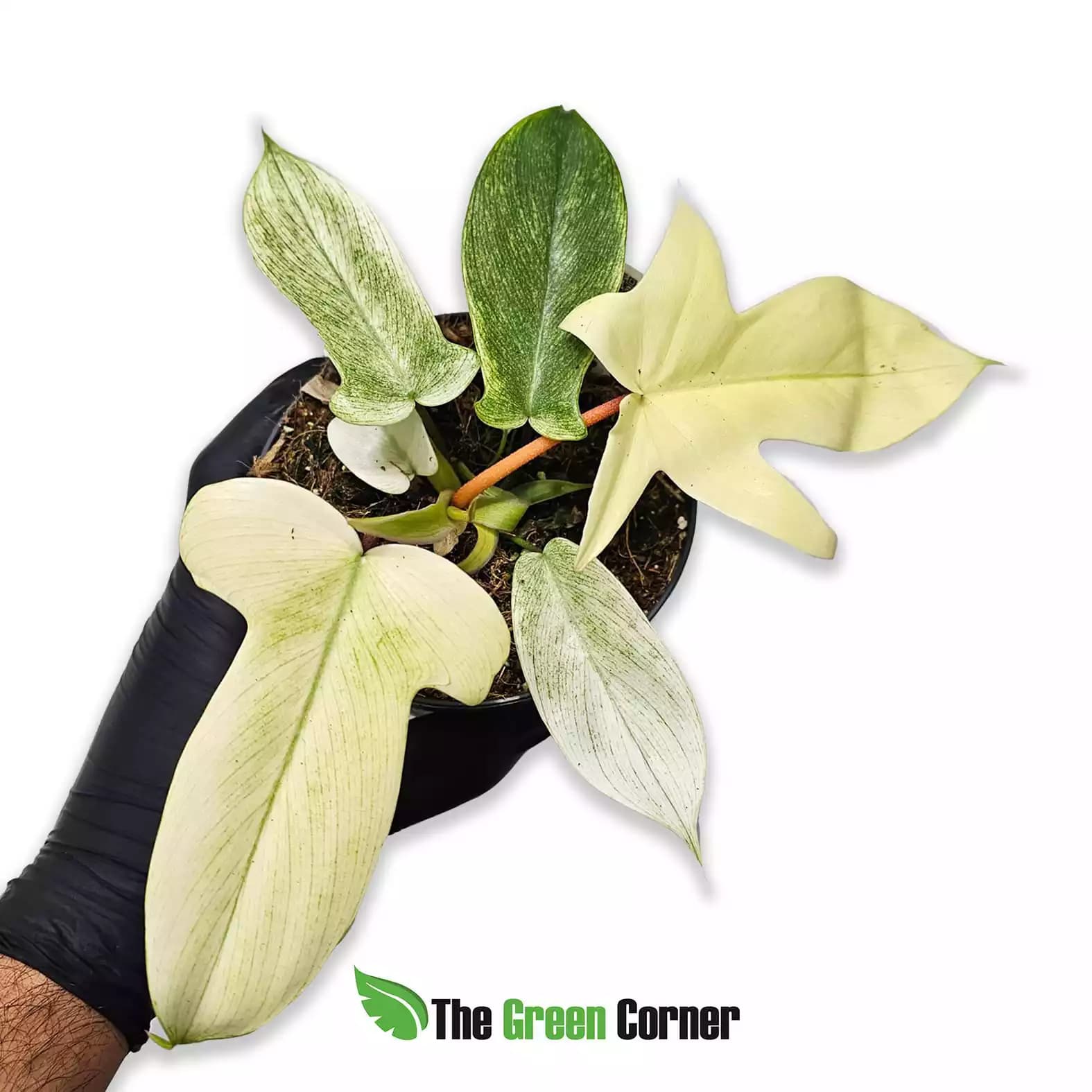 Philodendron Florida Ghost