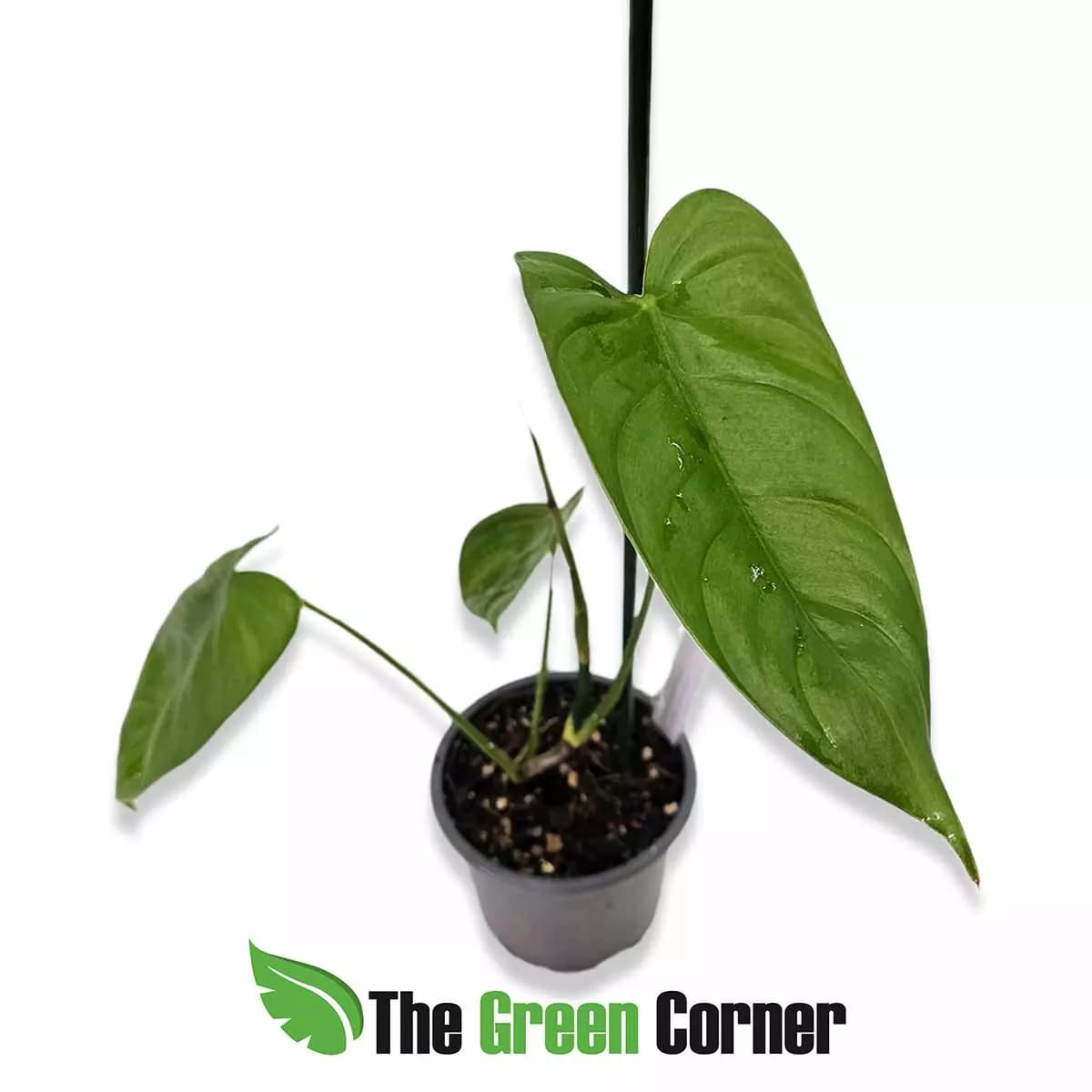 philodendron-sharoniae